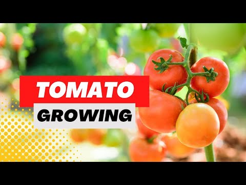 , title : 'Helpful Beginner Tomato Planting Guide, Tips & Tricks To Grow Tomatoes'