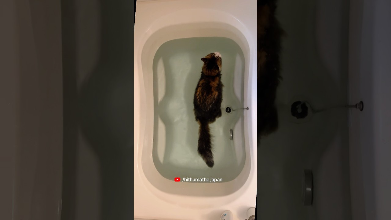 දුර්ලභ වර්ගයේ "කැට් ෆිශ් "කෙනෙක් 🫣🤩 #hithumathejapan #love