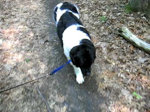 Makai on bandit trails