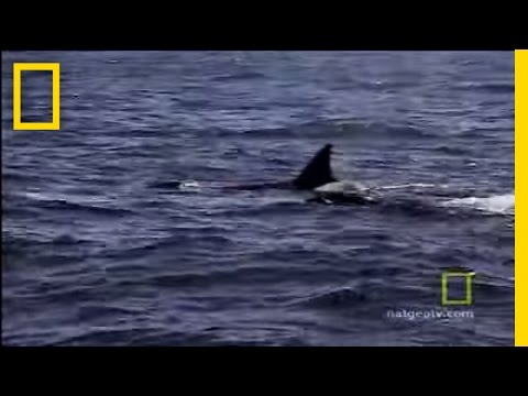 Animals Attack: Killer Whale vs. Sea Lion | National Geographic