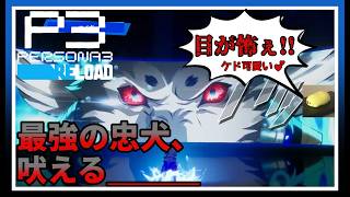 新たなる領域とコロマルの実力【ペルソナ3 リロード #12】※ネタバレ注意配信