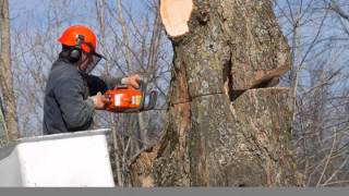 preview picture of video 'Tree Service Ewing NJ Coryell Tree Service Inc'