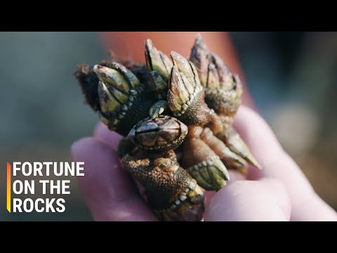 漁民冒著生命危險，只為這80元的貝類。 (Fishermen Risk Their Lives for This $80 Shellfish)