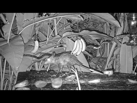 Another Young Common Opossum Visits The Panama Fruit Feeder – July 17, 2021