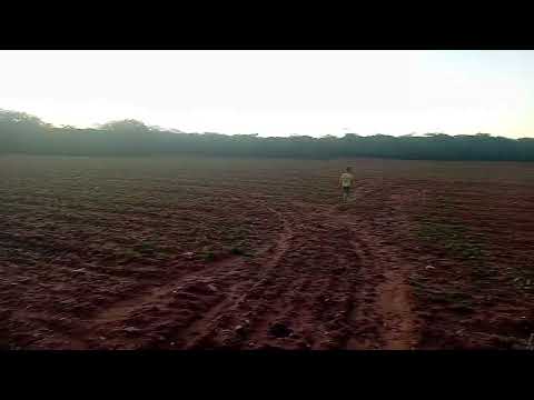 Carnaiba pe sitio tamboril 