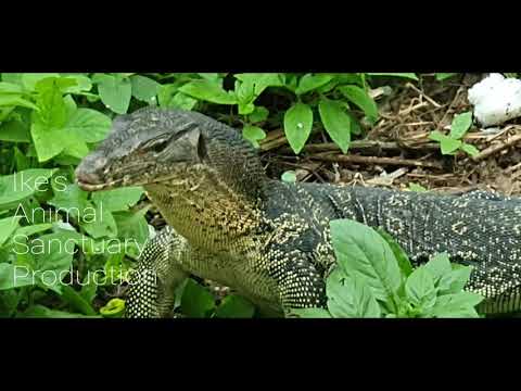 Juvenile Water Monitor Lizard in my backyard