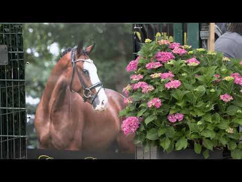 Syndikat Zukunftssterne   Fohlenschau 2022