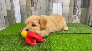 ハーフ犬の動画01