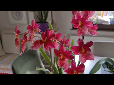 , title : 'Cambria Orkide | Evimin Sultanı ve Diğerleri'