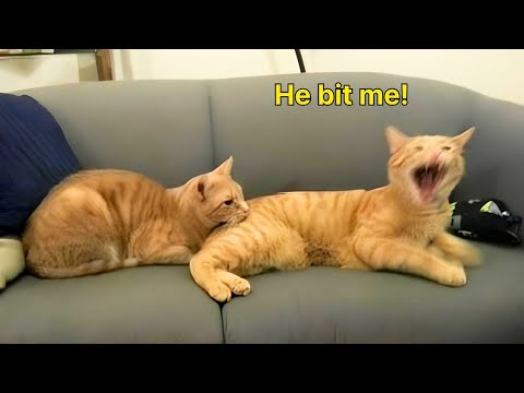Quand on vit avec un chat bavard, on ne s'ennuie jamais ! vidéos drôles de chats 2025