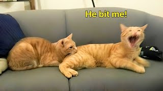 Miniature vidéo