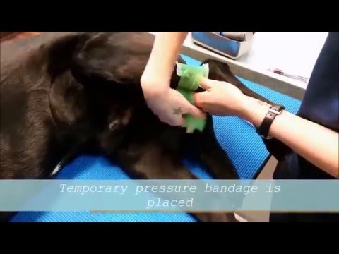 PCV and TS at VCA SALEM