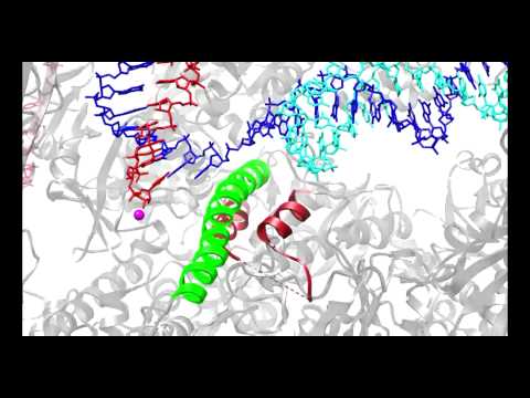 Halster, Herman Müntzing, Vassily K. - RNA Polymerase II Transcription