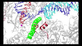 Halster, Herman Müntzing, Vassily K. - RNA Polymerase II Transcription