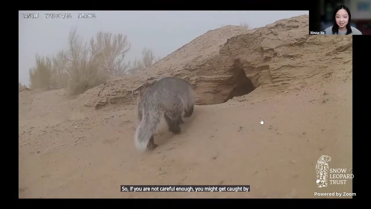 Unexpected manuls: non-typical habitats and source populations