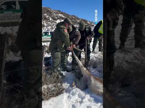 El emocionante rescate de un guanaco en Río Mayo