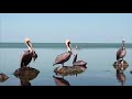 Adult Swim Bumps Fall 2016 17 REUPLOAD BACKUP