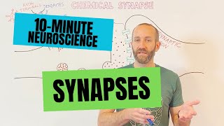 10-Minute Neuroscience: Synapses