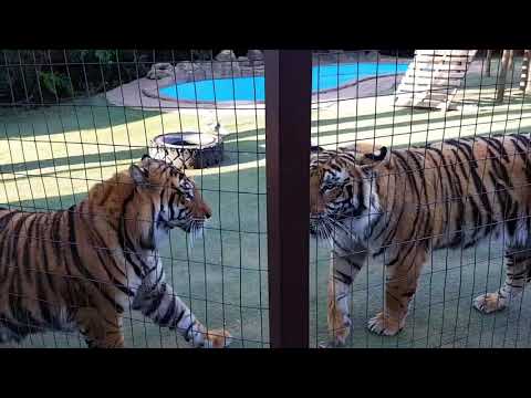 Talking about tiger bites !