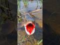 Man Vs Fish Mahbus Virals