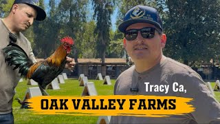 Visiting Compa Güero (Oak Valley Game Farm) 🔥🐓