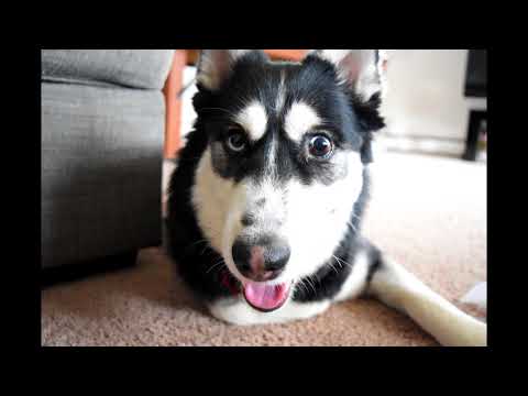 Falcon Millennium - A Very Good Girl