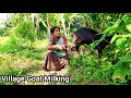 Village Goat Milking Goat Milking By Village Wife