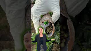 En temporada de lluvias puede aumentar la presencia del cara