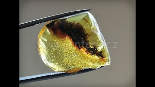 Okno do baltského jantaru PO-37