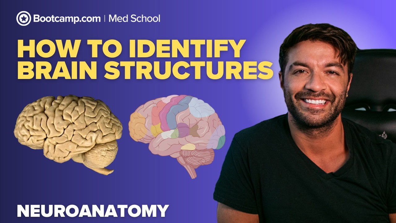How to Identify the Brain Structures | Lobes, Gyri, Sulci & Functional Areas