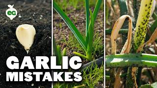 5 Common Garlic Planting Mistakes To Avoid!