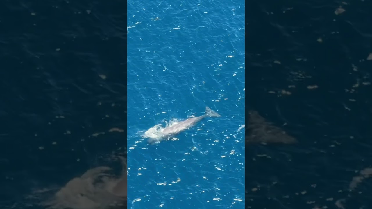 YouTube Short thumbnail