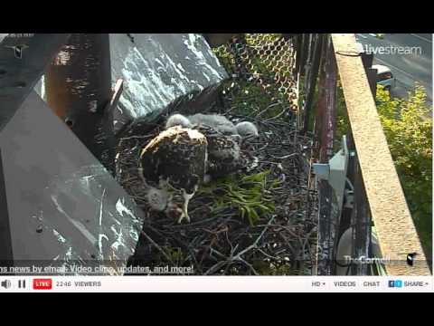 05232012_700pm EDT Cornell Red-Tailed Hawks