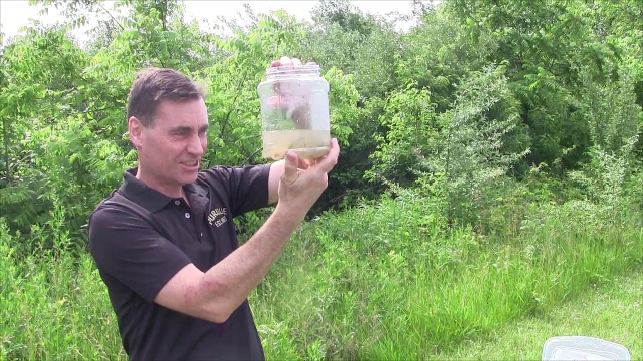 TRAILS - Insect Collection