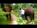 Mouth Injured Elephant Tried To Attack The Wildlife Officers Who Came Forward To Treat The Injuries