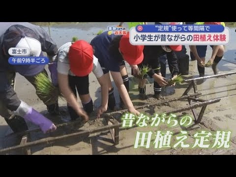 YouTube Video 小学生が昔ながらの道具「三角形の田植え定規」を使った田植えを体験　静岡・富士市の元吉原小学校