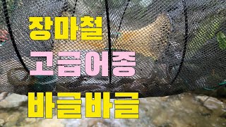 통발낚시 여름철 최고로 맛있는 안주  장마철 이런 곳에 고급어종이 바글바글