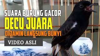 Download lagu Terapi Ampuh Untuk Decu Bahan Biar Cepet Ngeplong - Decu Gacor Juara mp3