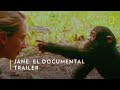 Jane El Documental Sobre La Vida De Jane Goodall Nat Geo