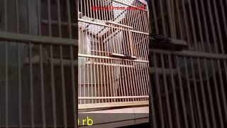 Download lagu harga burung jalak putih di pasar burung kebayoran lama#shorts #feedshorts #jalakputih #burungkicau mp3