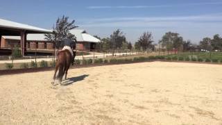 preview picture of video 'Milyone at Templeton Farms Jumping Court'
