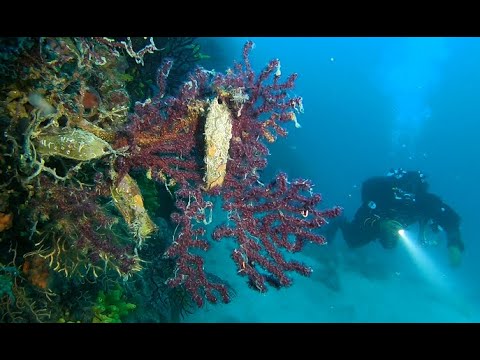 Potápění na lokalitu Gorgonie, Stara Novalja, Pag, Chorvatsko