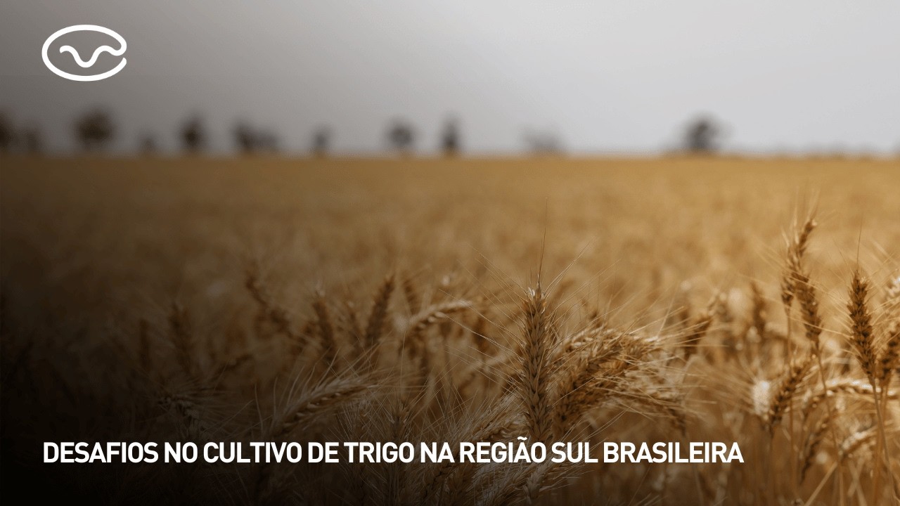 Desafios no cultivo de trigo na região sul brasileira