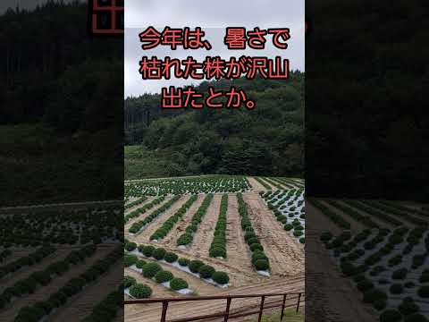果樹の早期開花を遅らせ、回避するにはどうすればよいですか? + アイスセインツ 2024 の日程  庭園