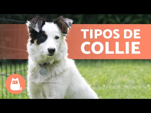 4 COLLIE DOG BREEDS 🐕 Do you know them all?
