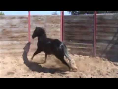 Name Pending (REF Black Mamba x Magnum Done It)