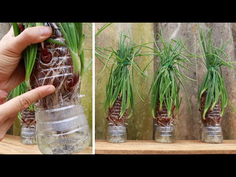 , title : 'Growing green onions in recycled plastic bottles - No watering required'