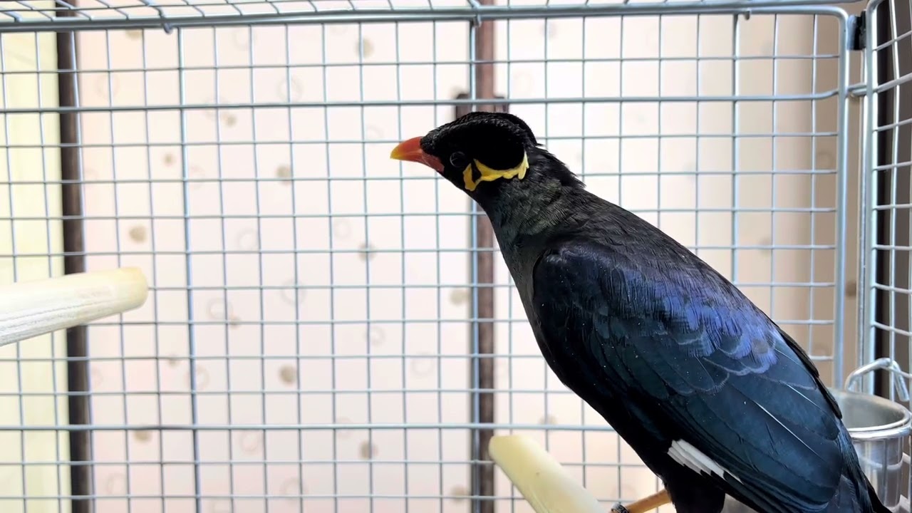 すがちゃん : なんとなくお返事はしてくれる