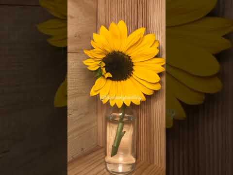 video #view #youtubeshorts