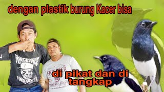 Download lagu dengan plastik di isap burung Kacer bisa didapat ,sangat mudah mp3
